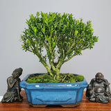 Yorkshire Bonsai Boxwood Buxus Harlandii Bonsai Tree - 15cm