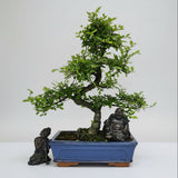 Yorkshire Bonsai Chinese Elm Bonsai Tree Pot - 25cm