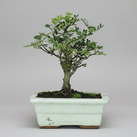 Yorkshire Bonsai Chinese Pepper Bonsai Tree – Zanthoxylum piperitum in 20cm Pot