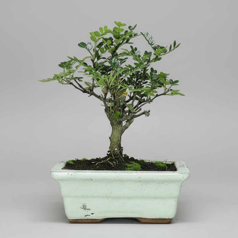 Yorkshire Bonsai Chinese Pepper Bonsai Tree – Zanthoxylum piperitum in 20cm Pot