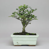 Yorkshire Bonsai Chinese Pepper Bonsai Tree – Zanthoxylum piperitum in 20cm Pot