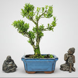 Yorkshire Bonsai Boxwood Buxus Harlandii Bonsai Tree - 15cm