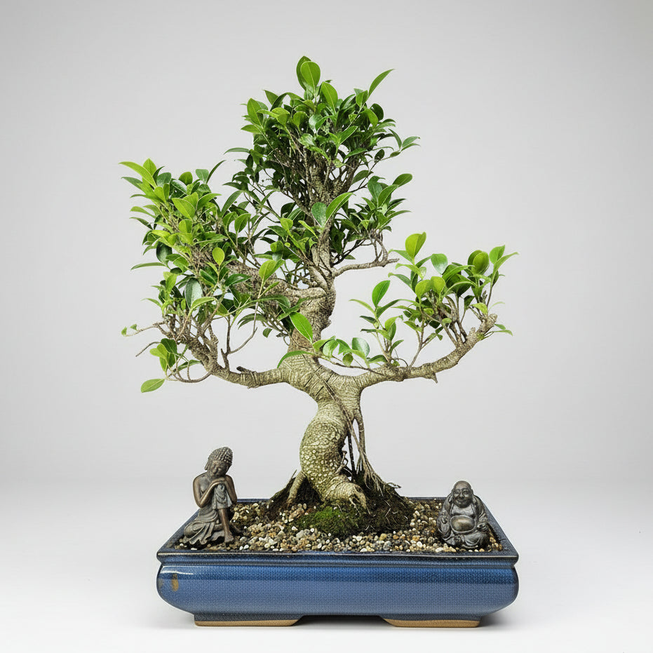 Yorkshire Bonsai Ficus Microcarpa Banyan Bonsai Tree - 40cm