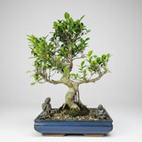 Yorkshire Bonsai Ficus Microcarpa Banyan Bonsai Tree - 40cm