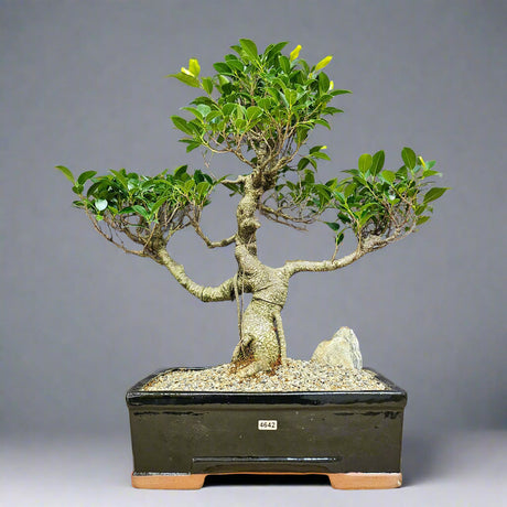 Yorkshire Bonsai Ficus Microcarpa Bonsai Tree - 35cm