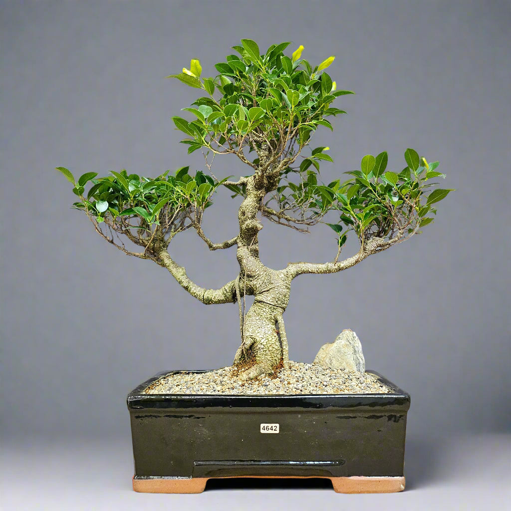 Yorkshire Bonsai Ficus Microcarpa Bonsai Tree - 35cm