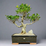 Yorkshire Bonsai Ficus Microcarpa Bonsai Tree - 35cm