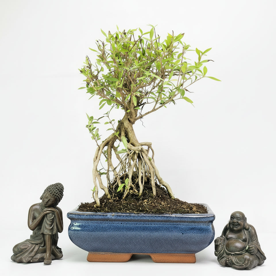 Yorkshire Bonsai Snow Rose Serissa Bonsai Tree 20cm Pot