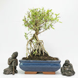 Yorkshire Bonsai Snow Rose Serissa Bonsai Tree 20cm Pot