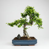 Yorkshire Bonsai Large Chinese Elm Bonsai Tree Pot - 35cm