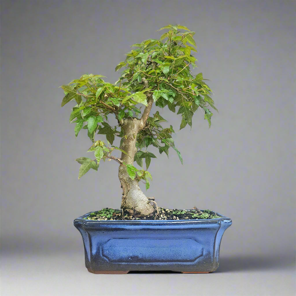 Yorkshire Bonsai Trident Outdoor Maple Bonsai Tree - 25cm