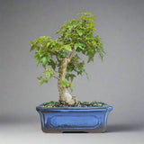 Yorkshire Bonsai Trident Outdoor Maple Bonsai Tree - 25cm