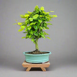 Yorkshire Bonsai Hornbeam Bonsai Tree 30cm Pot
