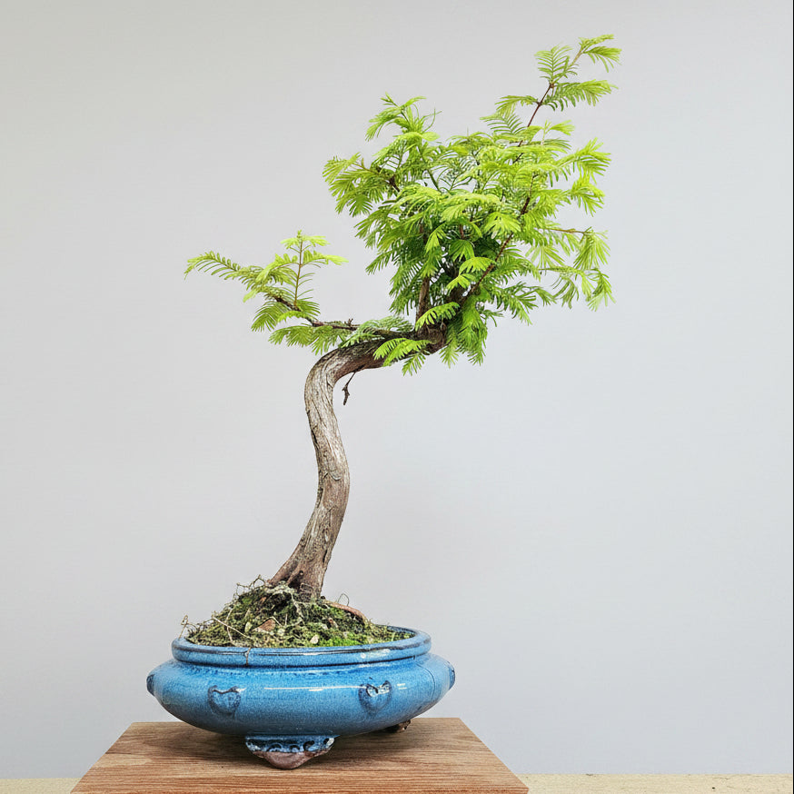 Yorkshire Bonsai Dawn Redwood Bonsai Tree - 25cm