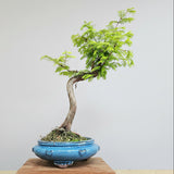 Yorkshire Bonsai Dawn Redwood Bonsai Tree - 25cm