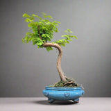 Yorkshire Bonsai Dawn Redwood Bonsai Tree - 25cm