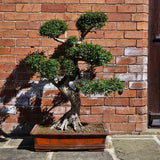 Yorkshire Bonsai Large Chinese Elm Bonsai Tree - 110cm