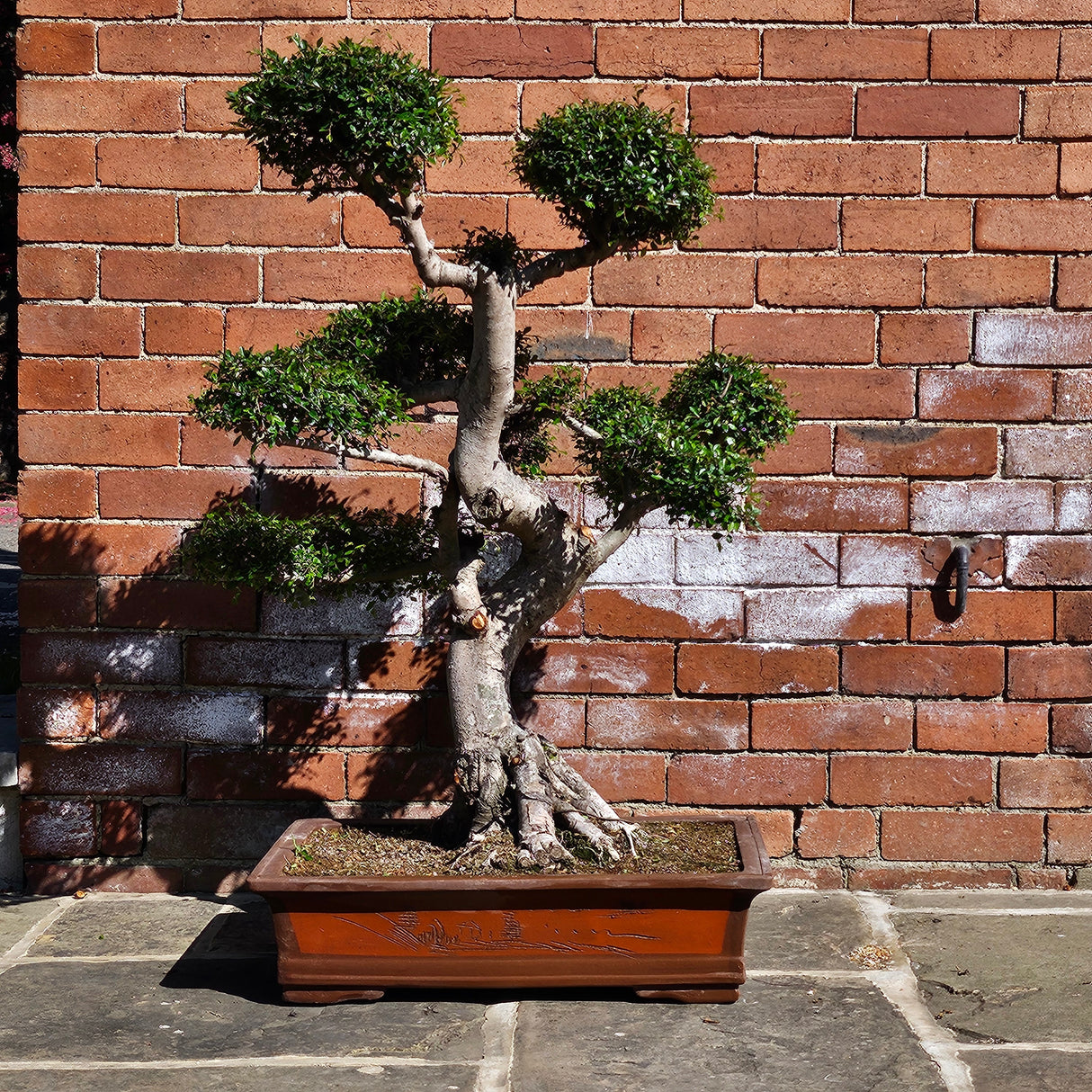Yorkshire Bonsai Large Chinese Elm Bonsai Tree - 110cm