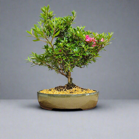 Yorkshire Bonsai Azalea Rhododendron Bonsai Tree 25cm Pot