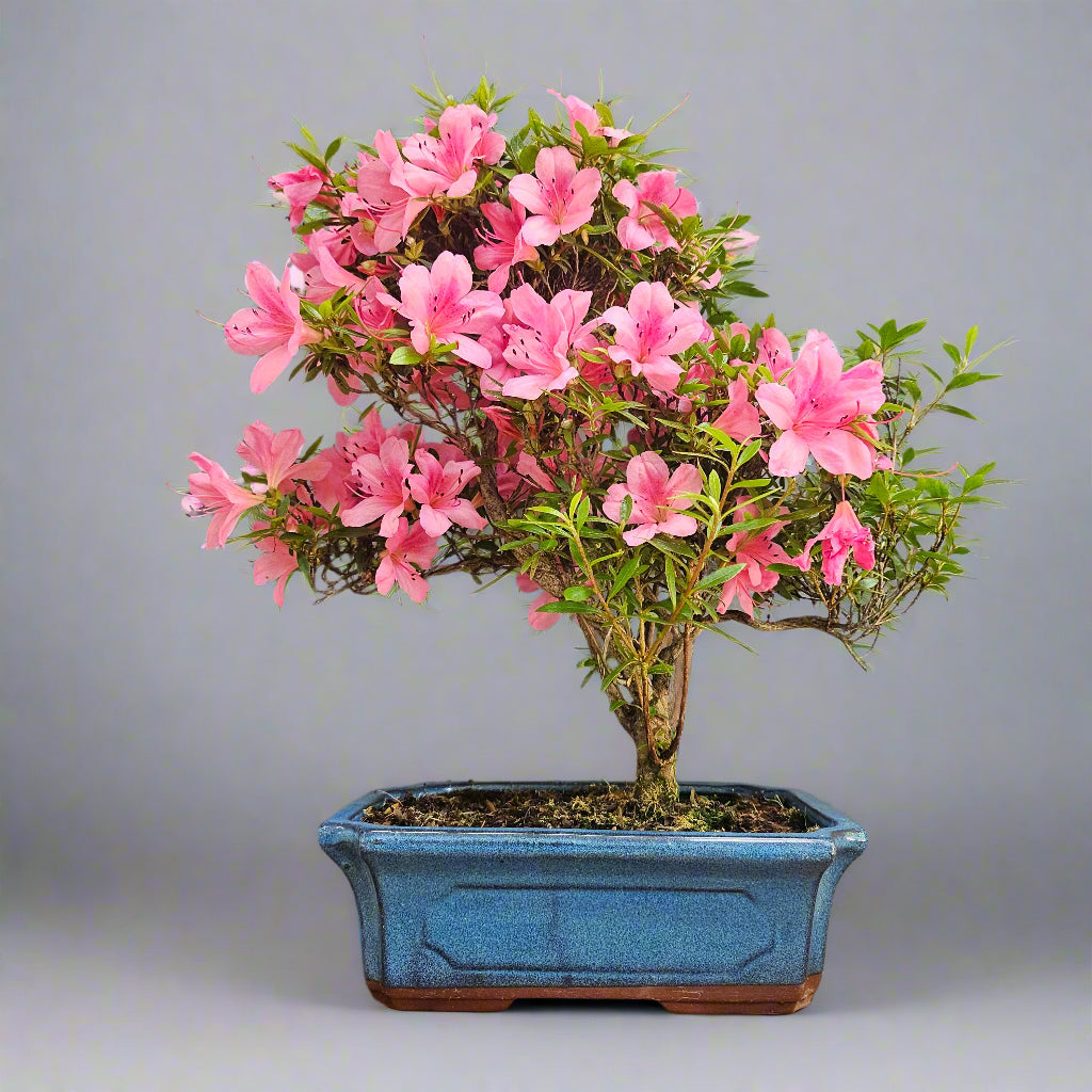 Yorkshire Bonsai Azalea Rhododendron Bonsai Tree 25cm Pot