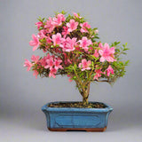 Yorkshire Bonsai Azalea Rhododendron Bonsai Tree 25cm Pot