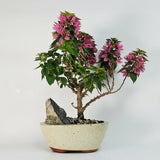 Yorkshire Bonsai Bougainvillea Bonsai Tree 16cm