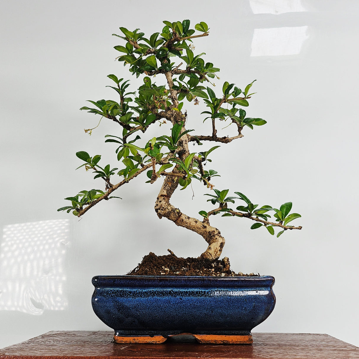 Yorkshire Bonsai Fukien Tea Bonsai Tree - 20cm