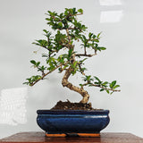 Yorkshire Bonsai Fukien Tea Bonsai Tree - 20cm