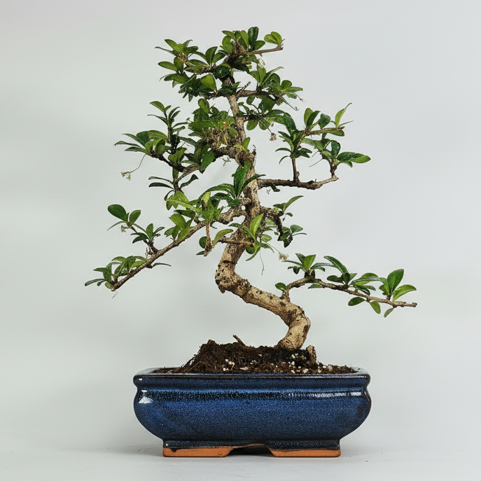 Yorkshire Bonsai Fukien Tea Bonsai Tree - 20cm
