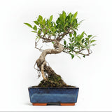 Yorkshire Bonsai Ficus Microcarpa Bonsai Tree - 20cm