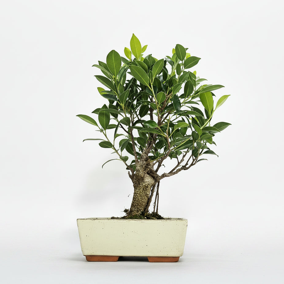 Yorkshire Bonsai Ficus Microcarpa Banyan Fig Bonsai Indoor Tree - 20cm
