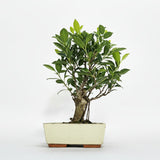 Yorkshire Bonsai Ficus Microcarpa Banyan Fig Bonsai Indoor Tree - 20cm