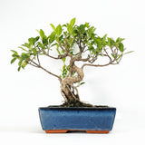 Yorkshire Bonsai Ficus Microcarpa Bonsai Tree in 25cm Pot