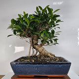 Yorkshire Bonsai Ficus Microcarpa Bonsai Tree - 35cm