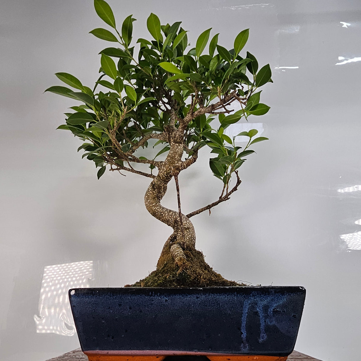 Yorkshire Bonsai Ficus Microcarpa Bonsai Tree - 30cm