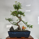 Yorkshire Bonsai Bird Plum Sageretia Bonsai Tree Shaped - 30cm