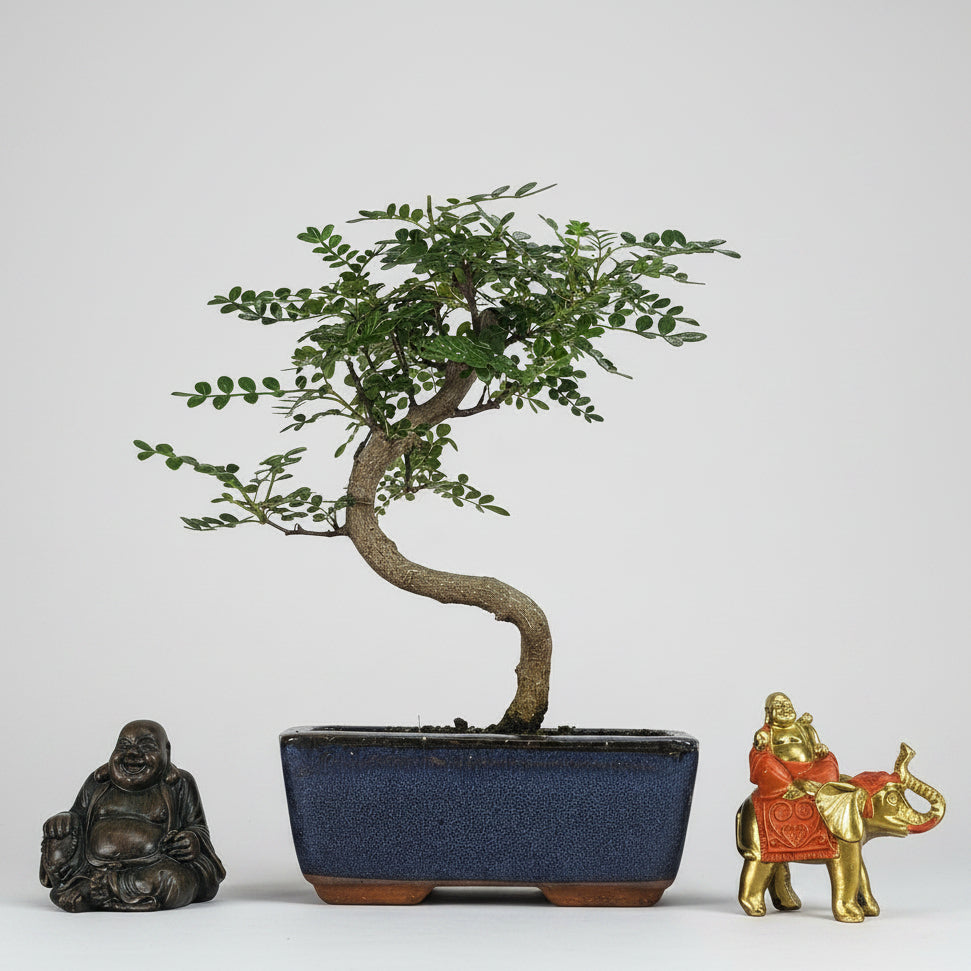 Yorkshire Bonsai Chinese Pepper Bonsai Tree - 15cm