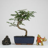Yorkshire Bonsai Chinese Pepper Bonsai Tree - 15cm