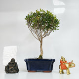 Yorkshire Bonsai Brush Cherry Syzygium Bonsai Tree in 15cm Pot
