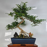 Yorkshire Bonsai Chinese Pepper Bonsai Tree Zanthoxylum in 30cm Pot
