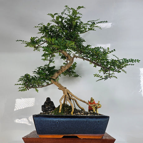 Yorkshire Bonsai Chinese Pepper Bonsai Tree Zanthoxylum in 30cm Pot