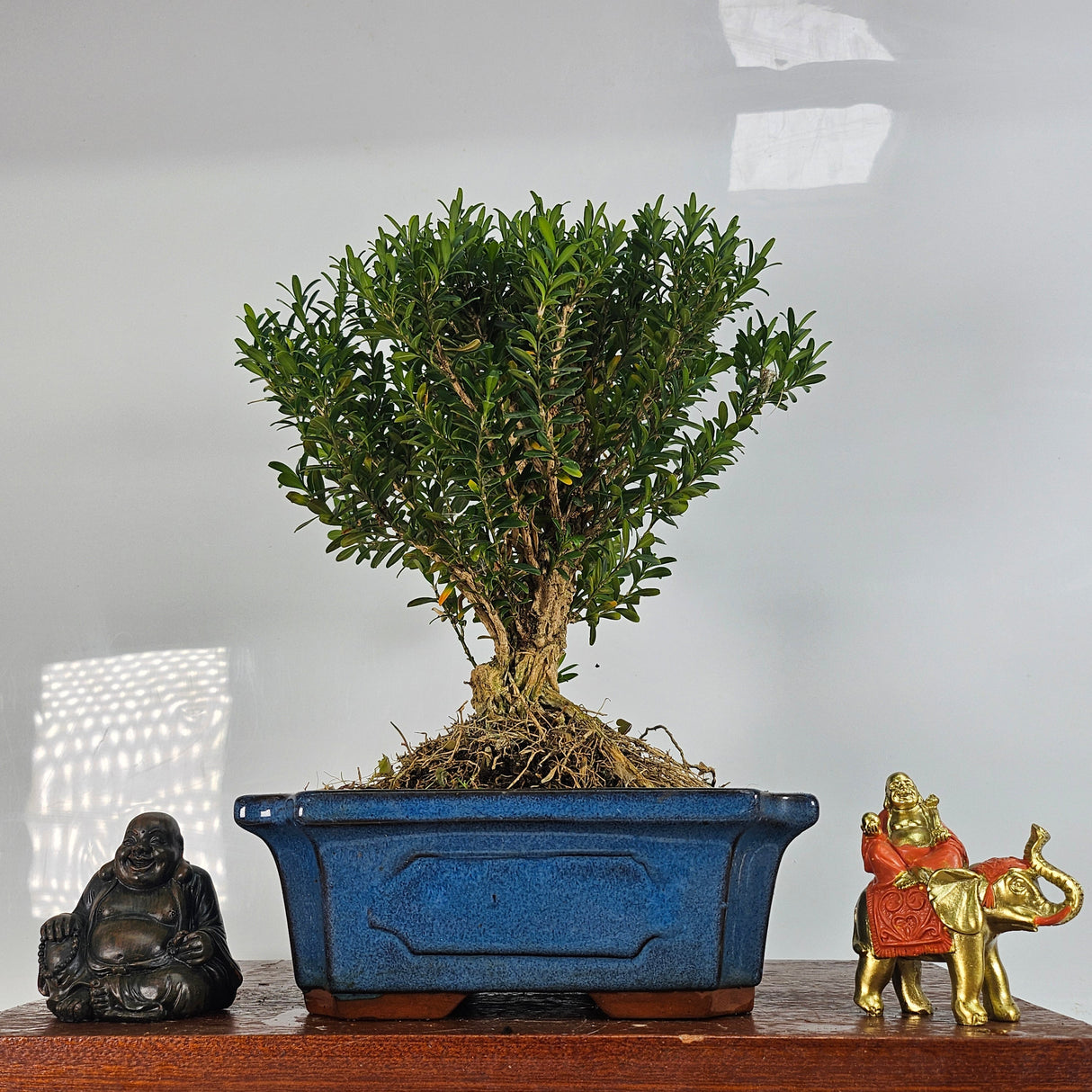 Yorkshire Bonsai Boxwood Buxus Harlandii Bonsai Tree Broom - 20cm