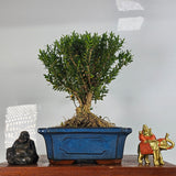Yorkshire Bonsai Boxwood Buxus Harlandii Bonsai Tree Broom - 20cm