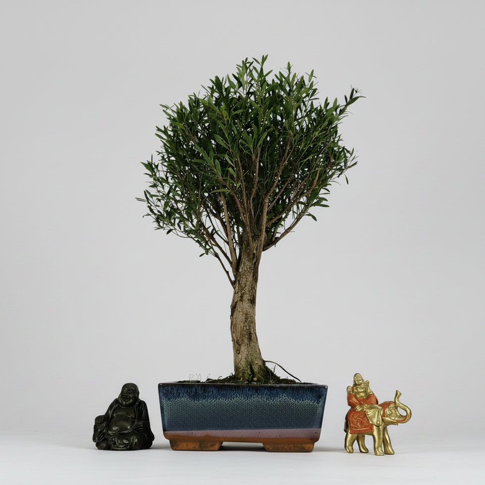Yorkshire Bonsai Brush Cherry Tree Broom Style Pot Indoor - 20cm