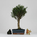 Yorkshire Bonsai Brush Cherry Tree Broom Style Pot Indoor - 20cm
