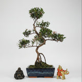 Yorkshire Bonsai Brush Cherry Syzygium Bonsai Tree in 20cm Pot