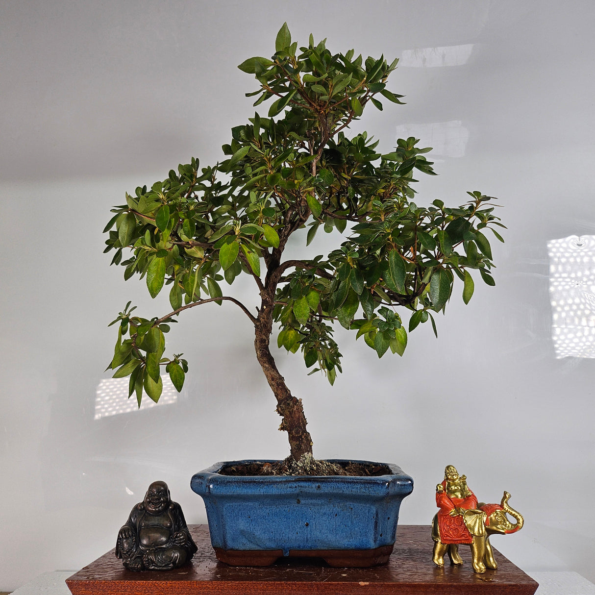 Yorkshire Bonsai Azalea Rhododendron Bonsai Tree - 20cm