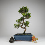 Yorkshire Bonsai Brush Cherry Syzygium Bonsai Tree Pot - 25cm