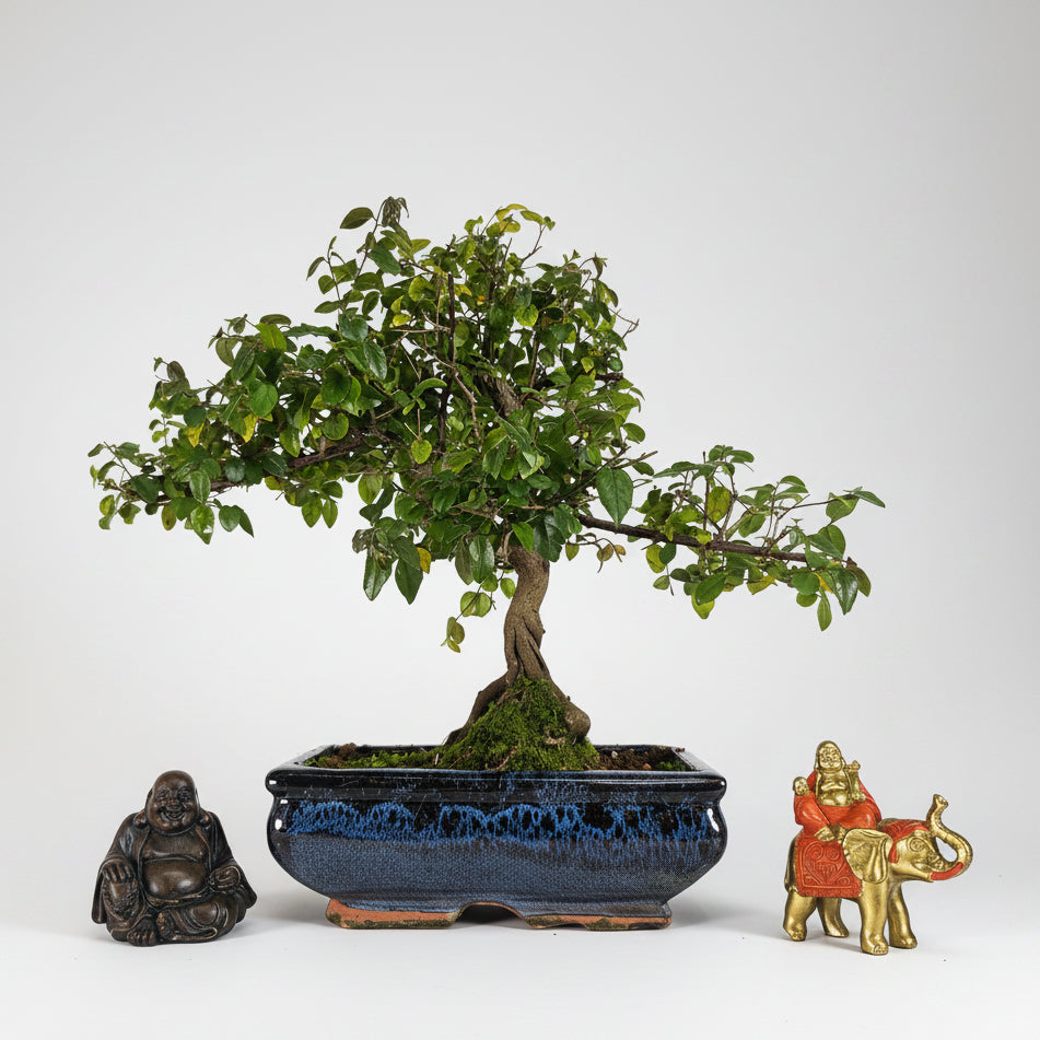 Yorkshire Bonsai Bird Plum Sageretia Indoor Bonsai Tree - 20cm