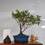 Yorkshire Bonsai Azalea Rhododendron Bonsai Tree - 15cm